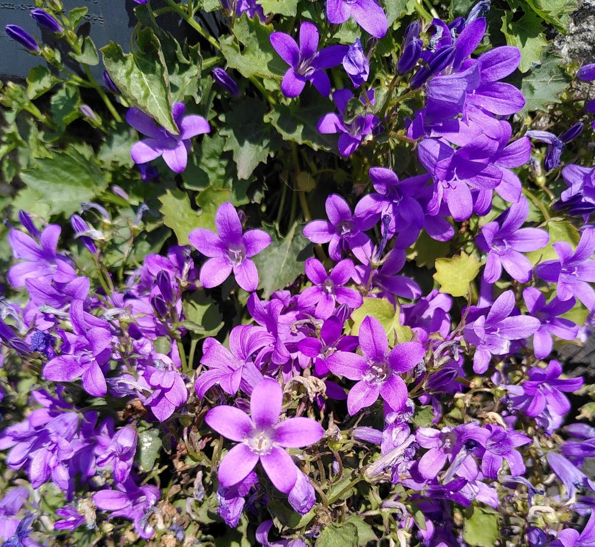 Gardener: Image 1